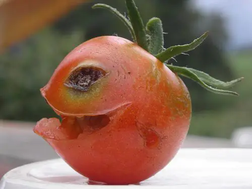 tomato with a face